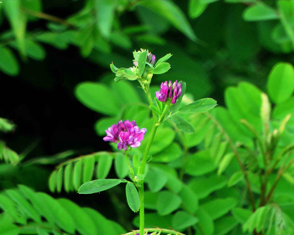 苜蓿種植