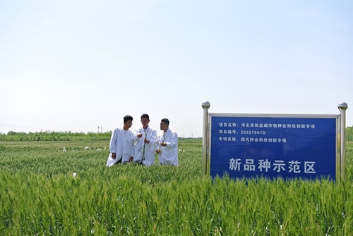 苜蓿種植